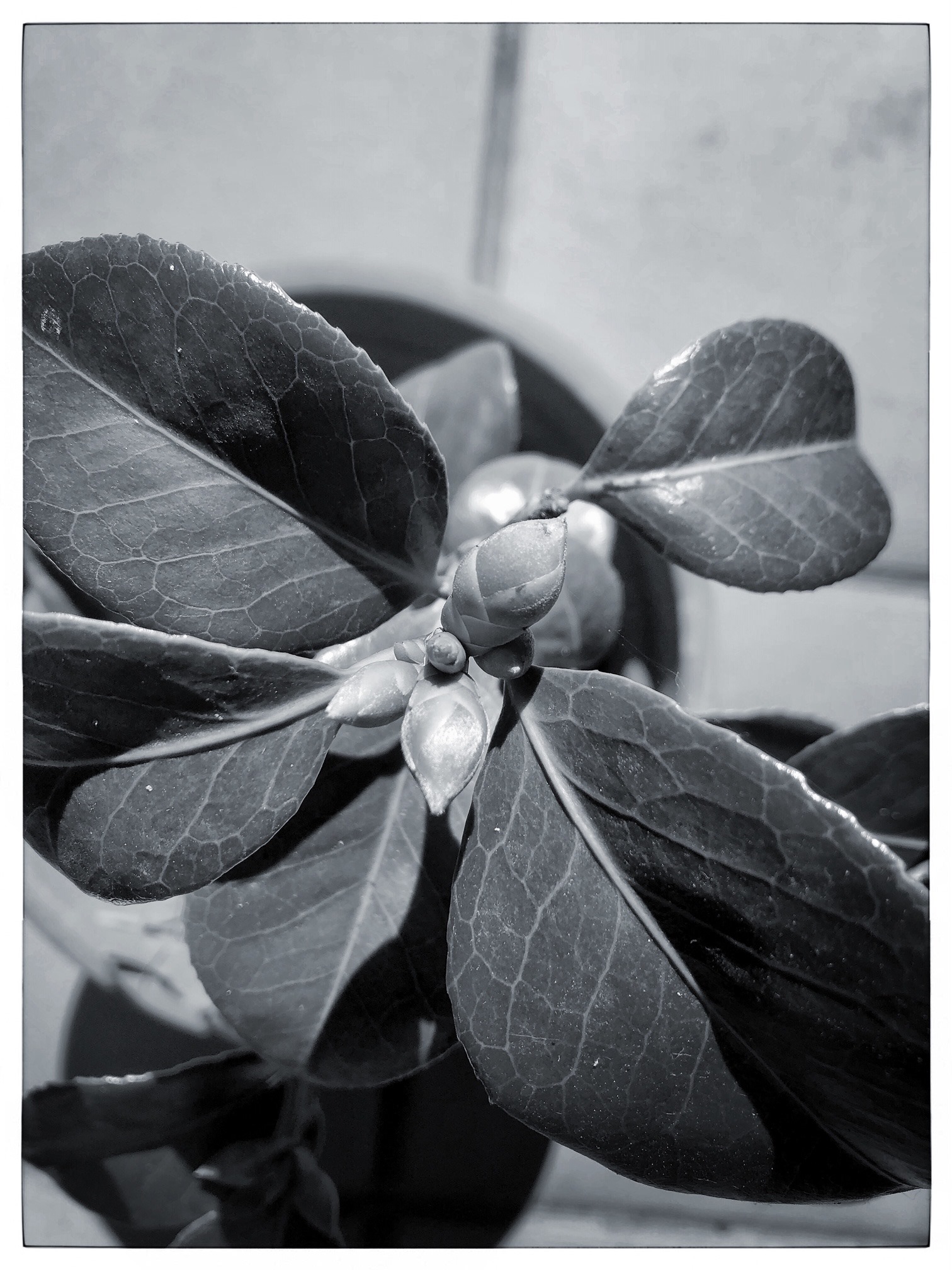 Camelias para ti